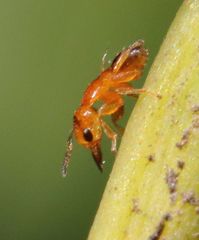 Otitesella