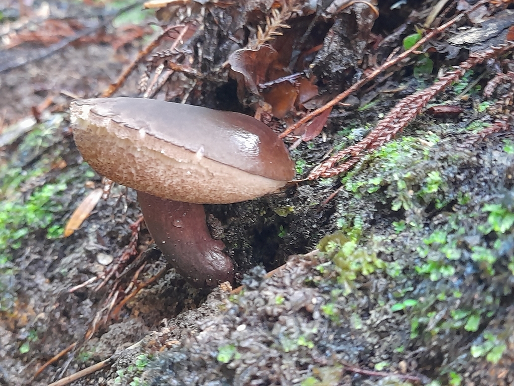 Tylopilus formosus · May 2025 · photo: © mphnz (iNaturalist, cc0)