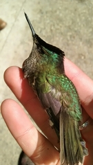 Sephanoides sephaniodes