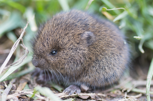 Woodland Vole