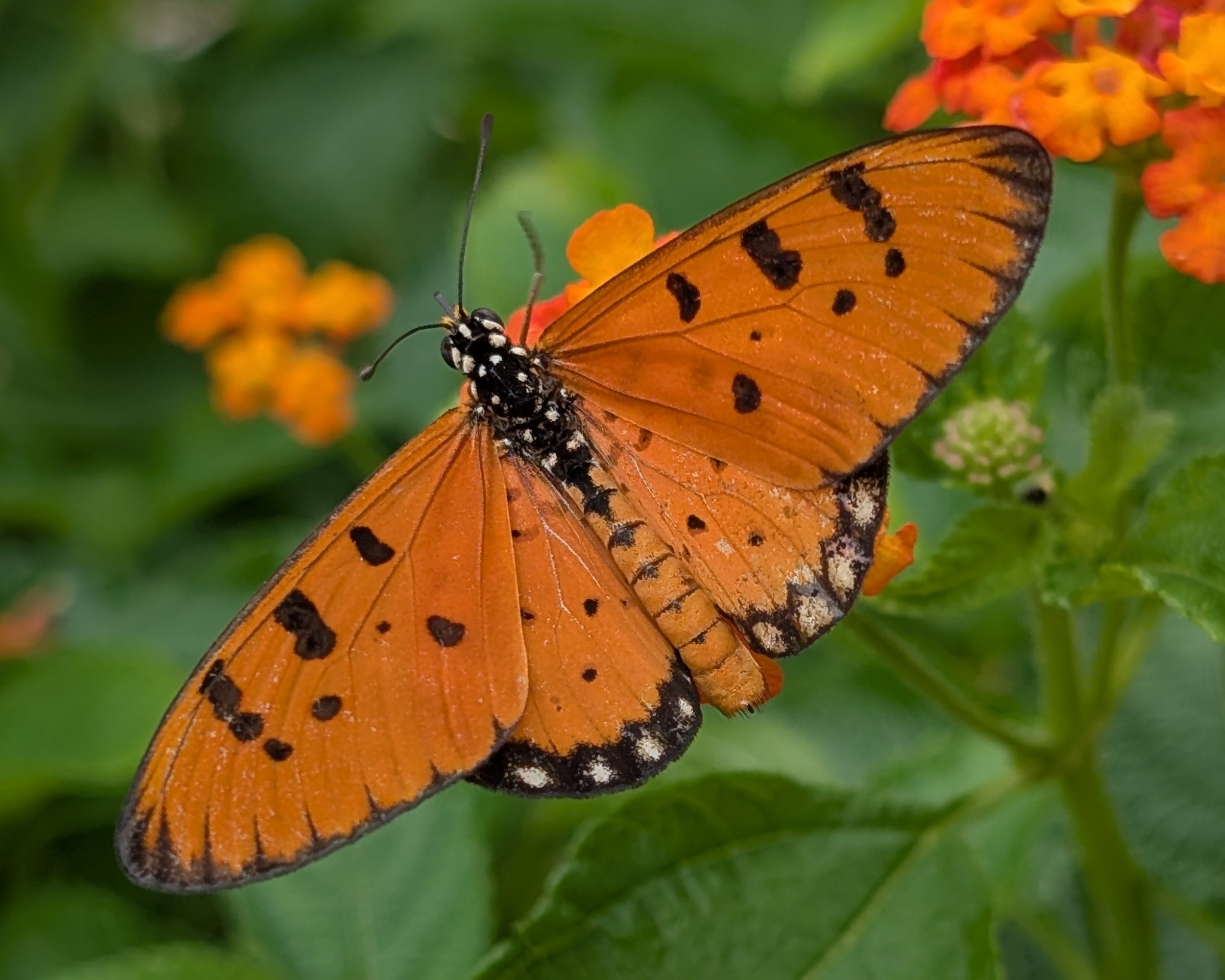 Tawny Coster