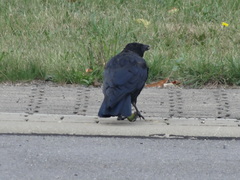 Corvus corone