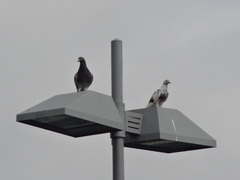 Columba livia domestica