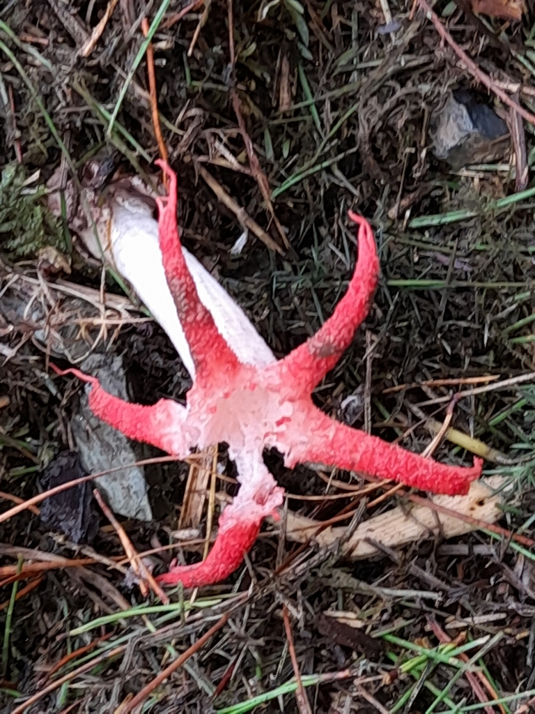 Clathrus archeri · May 2025 · photo: © mphnz (iNaturalist, cc0)