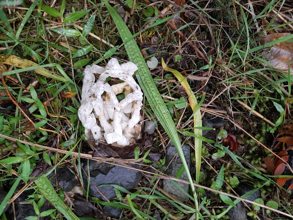 Ileodictyon cibarium · May 2025 · photo: © mphnz (iNaturalist, cc0)