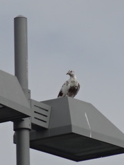 Columba livia domestica