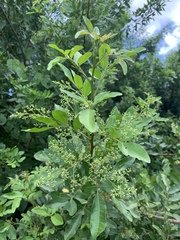Schinus terebinthifolia
