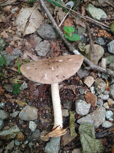 Pluteus