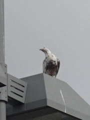 Columba livia domestica