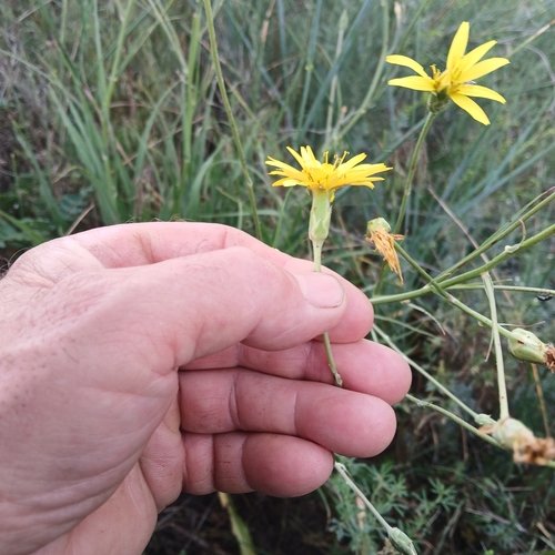 Scorzonera hispanica iNat (3)
