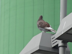 Columba livia domestica