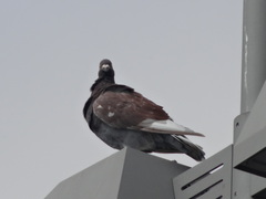 Columba livia domestica