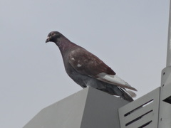 Columba livia domestica