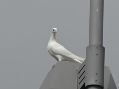 Columba livia domestica