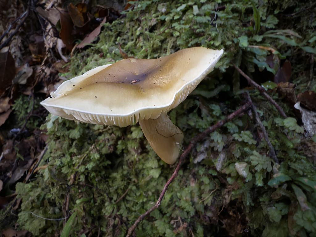 Tricholoma viridiolivaceum · May 2025 · photo: © jeremy_rolfe (iNaturalist, cc-by)