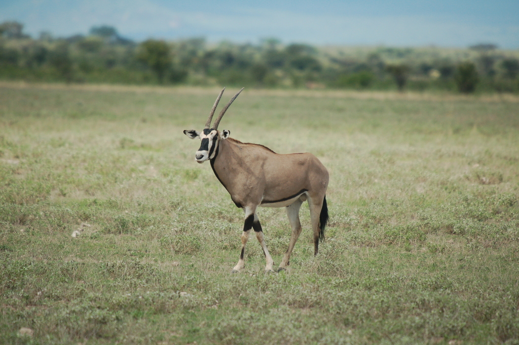 Beisa Beisa Oryx in April 2007 by Martin Fichtler · iNaturalist