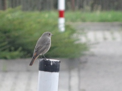 Phoenicurus ochruros