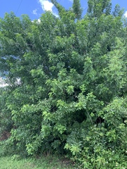 Schinus terebinthifolia