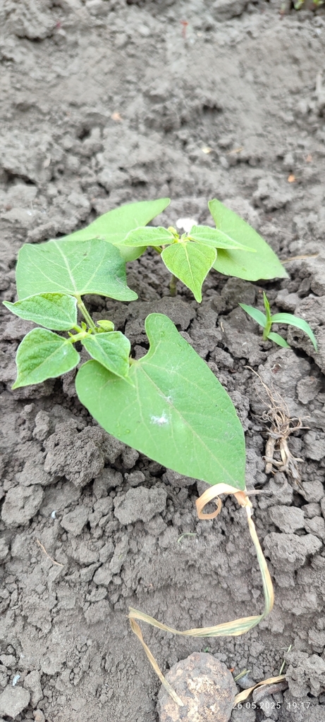 Phaseolus vulgaris