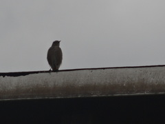 Phoenicurus ochruros