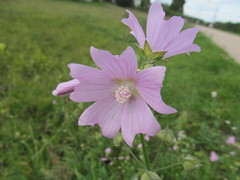 Malva excisa