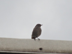 Phoenicurus ochruros