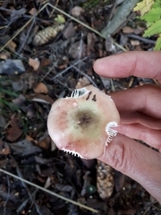 Russula gracillima