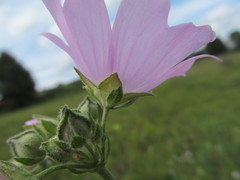 Malva excisa