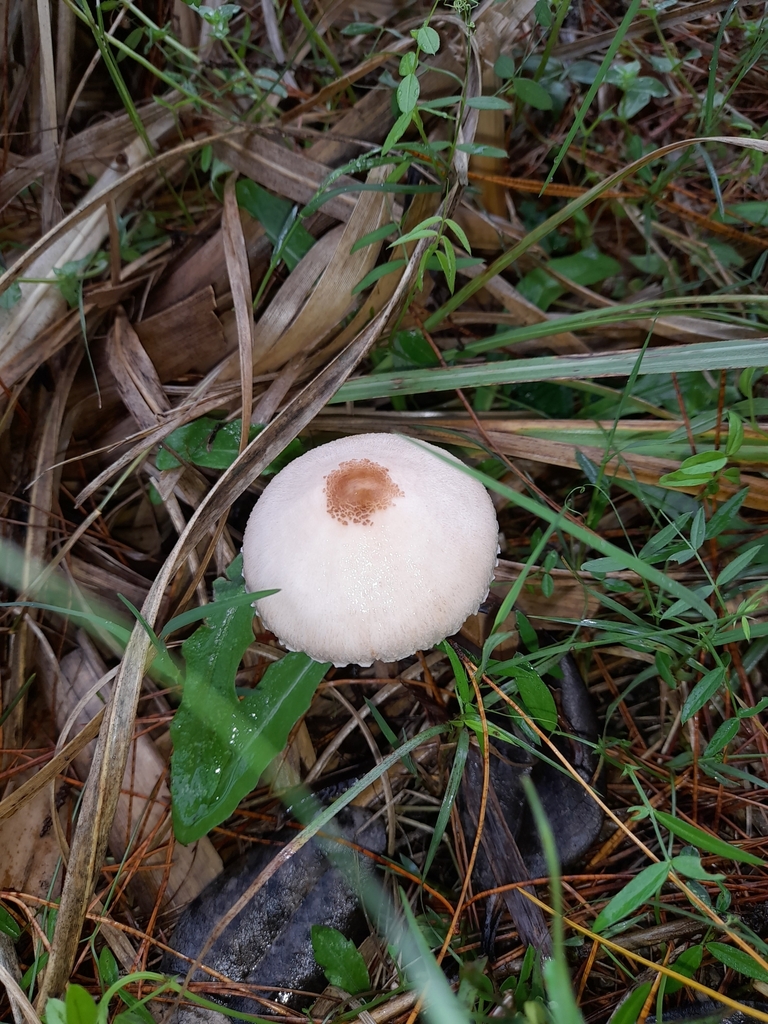 Macrolepiota clelandii · May 2025 · photo: © mphnz (iNaturalist, cc0)