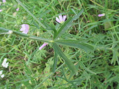 Malva excisa