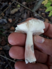 Russula gracillima