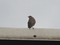 Phoenicurus ochruros