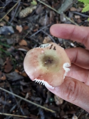 Russula gracillima