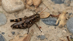 Agroecotettix modestus