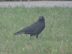 Corvus corone