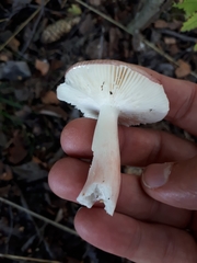 Russula gracillima