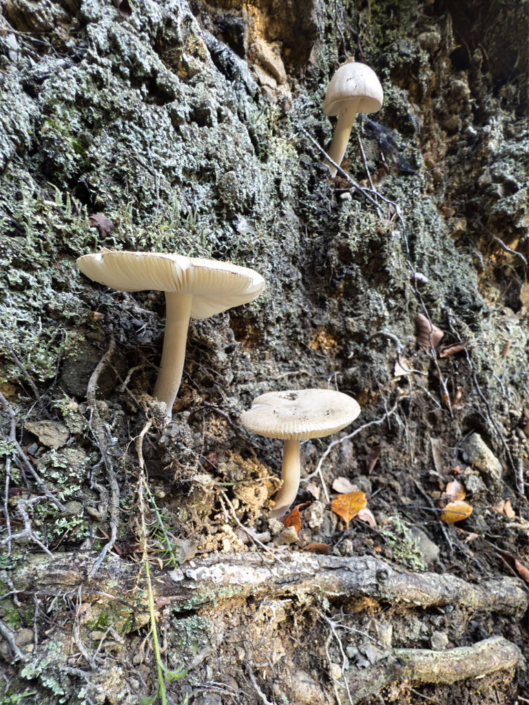 Amanita taiepa · May 2025 · photo: © jeremy_rolfe (iNaturalist, cc-by)