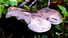Phellodon violascens