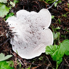 Phellodon violascens