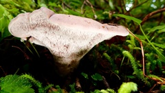 Phellodon violascens