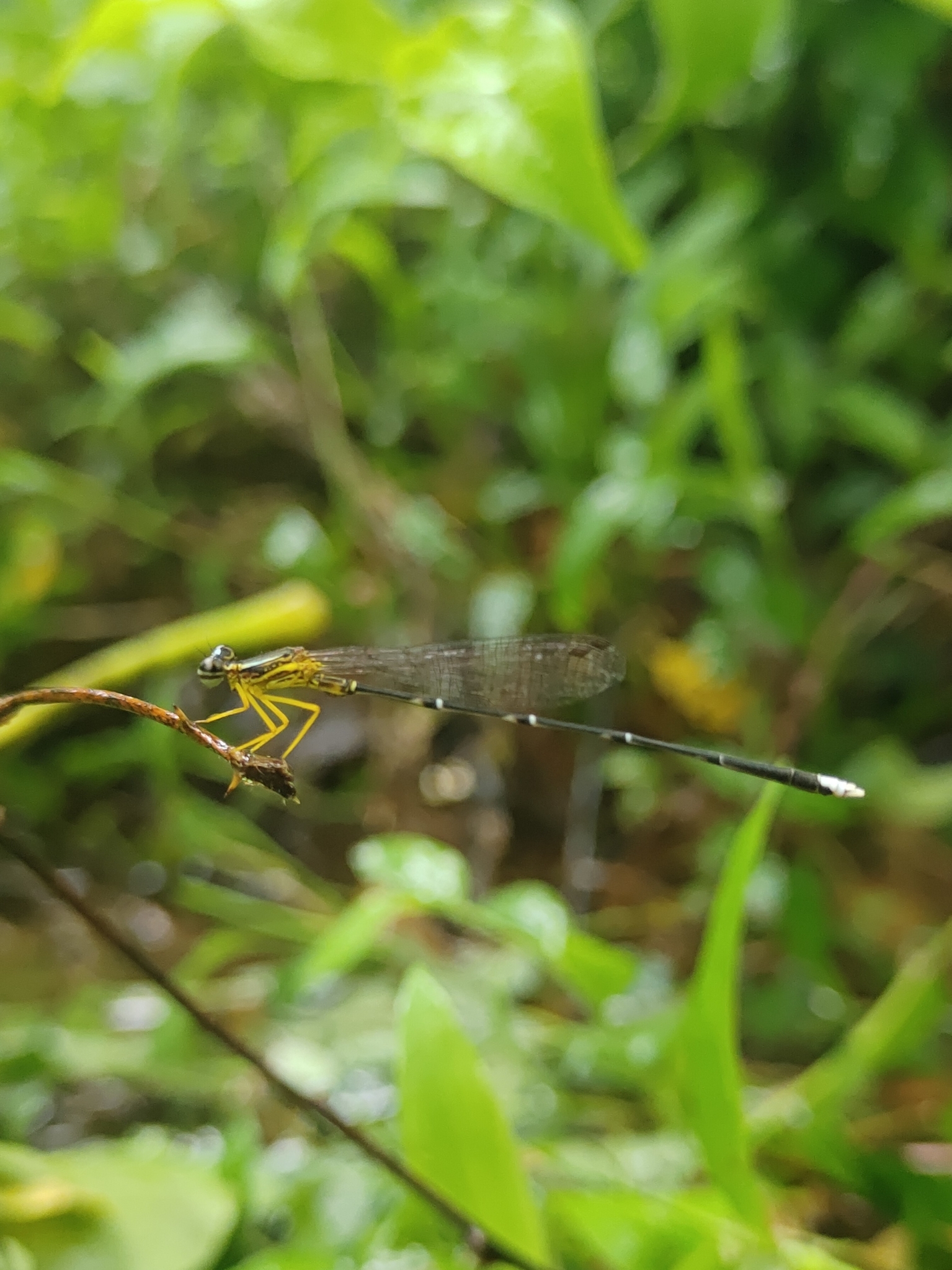 Blue Featherleg