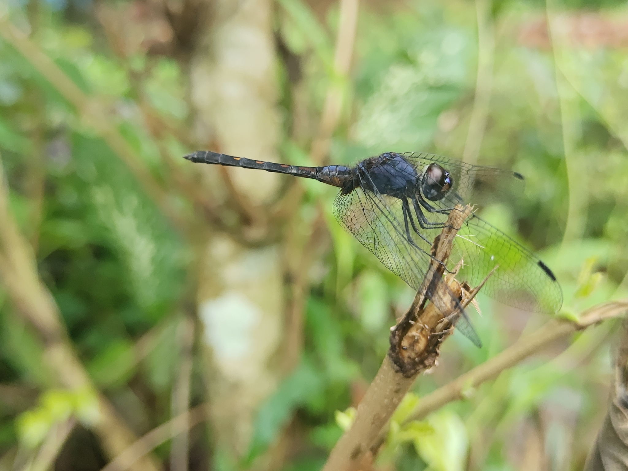 Black Stream Glider