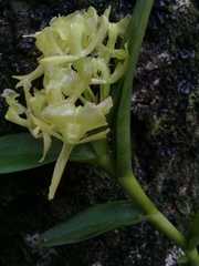 Epidendrum melistagum