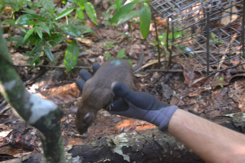 Tome's Spiny Rat