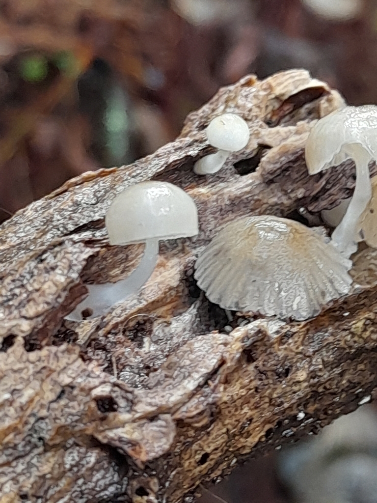 Roridomyces austrororidus · May 2025 · photo: © mphnz (iNaturalist, cc0)