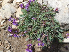 Oxytropis montana