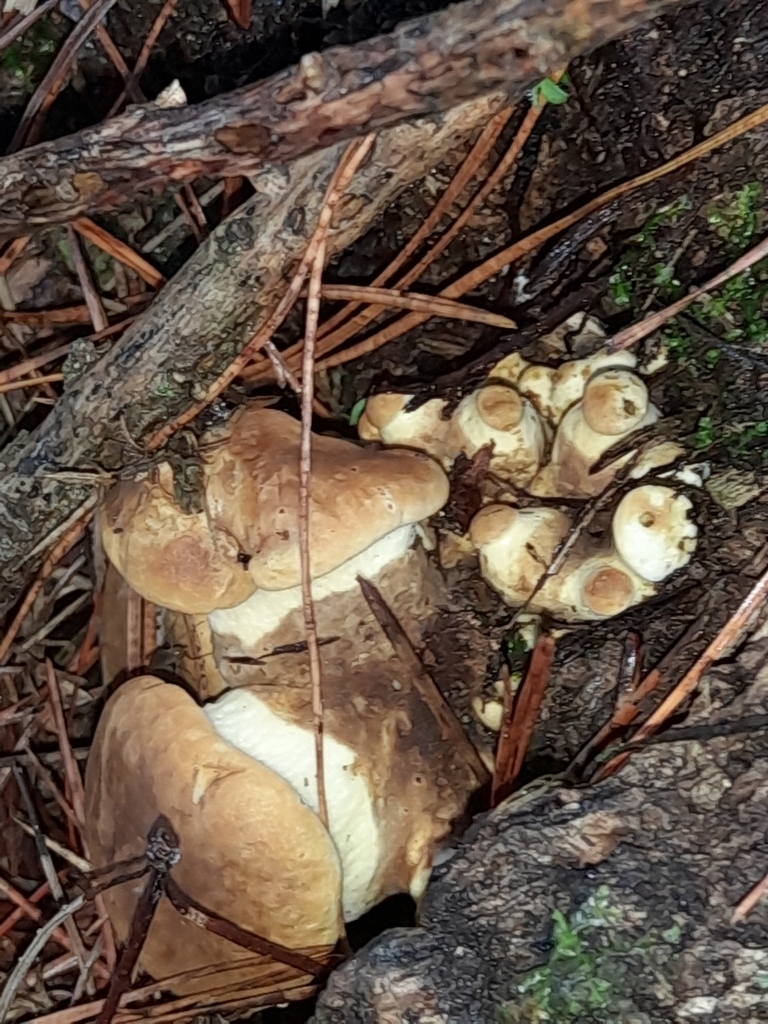 Tapinella atrotomentosa · May 2025 · photo: © mphnz (iNaturalist, cc0)