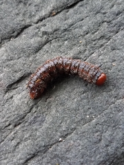 Anisota virginiensis