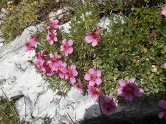 Potentilla nitida