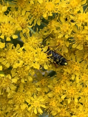 Megacyllene robiniae